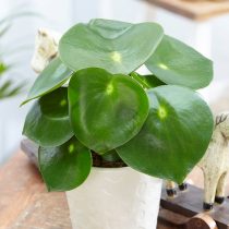 Peperomia (Peperomia) - one of the best plants for the nursery