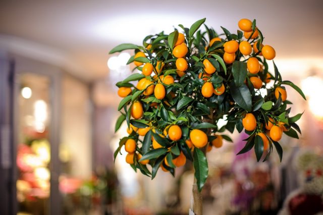 From the point of view of the color palette and the influence on the space, citrus fruits, for example, indoor lemon, are rightly considered ideal plants for a nursery.