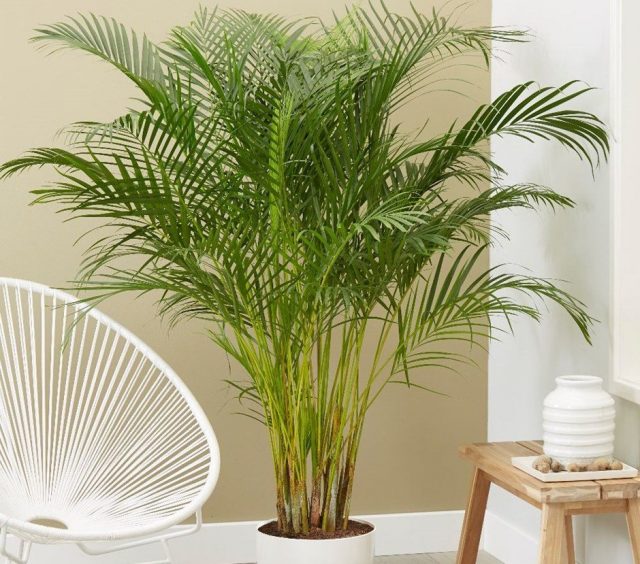 In winter, you need to especially carefully monitor the purity of the leaves of a room palm.