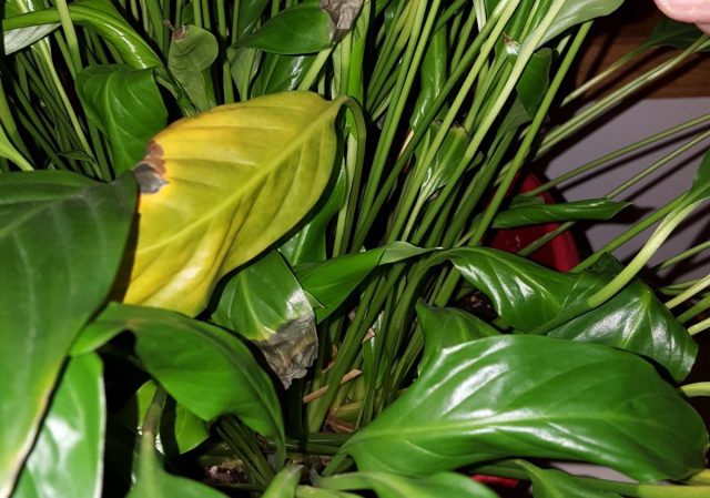 If the leaves of the spathiphyllum turn yellow, this is a sign of systemic disorders.