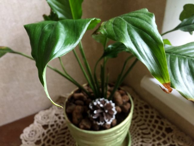 By drying out the tips of the leaves, spathiphyllum reacts to extremely dry air