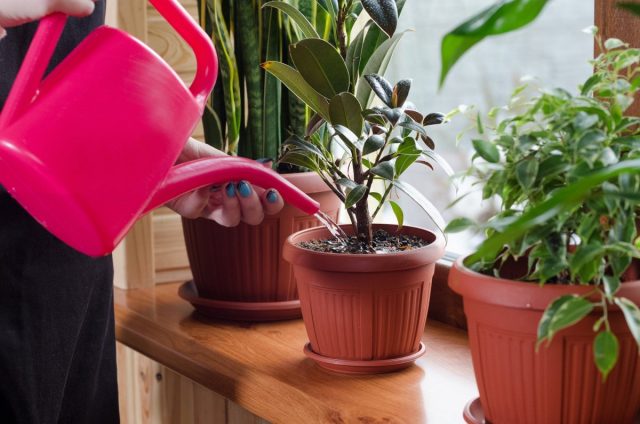 Indoor plants can be grouped according to the degree of moisture-loving (moisture-loving, moderately moisture-loving or drought-resistant)