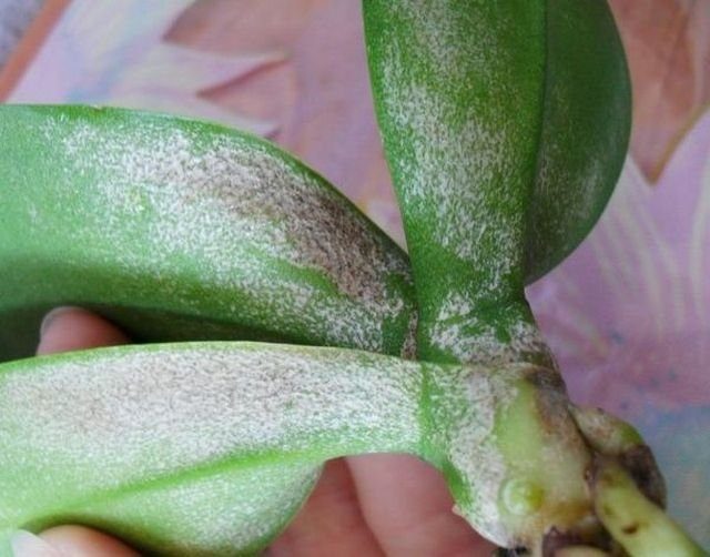 Powdery mildew on an orchid