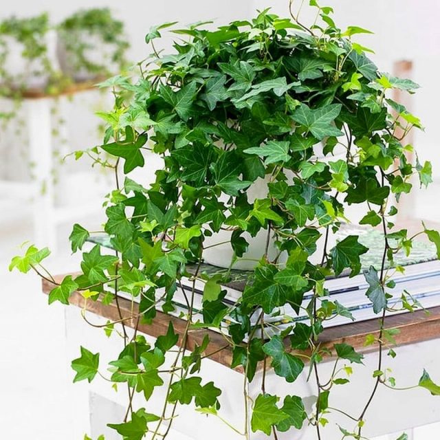 All indoor ivy is considered safe for allergy sufferers.