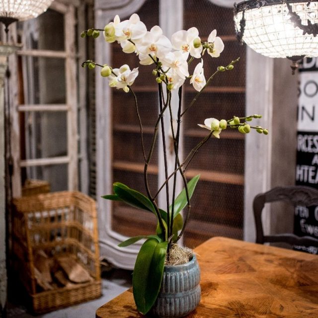 Phalaenopsis is considered a hypoallergenic species.