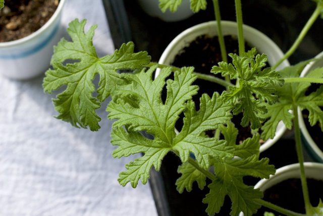 The simplicity of reproduction will make it easy to grow lush pelargoniums without much effort