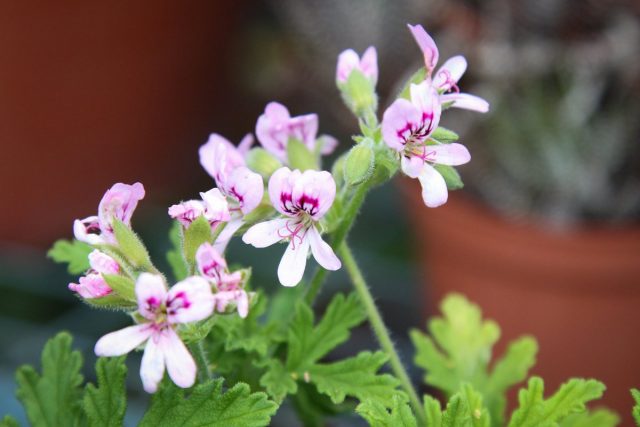 Similar to butterflies, fragrant pelargonium flowers seem very romantic and delicate