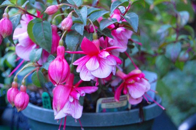 With proper care, indoor fuchsia (Fuchsia hybrids, Fuchsia x hybrida) can bloom from mid-May to November