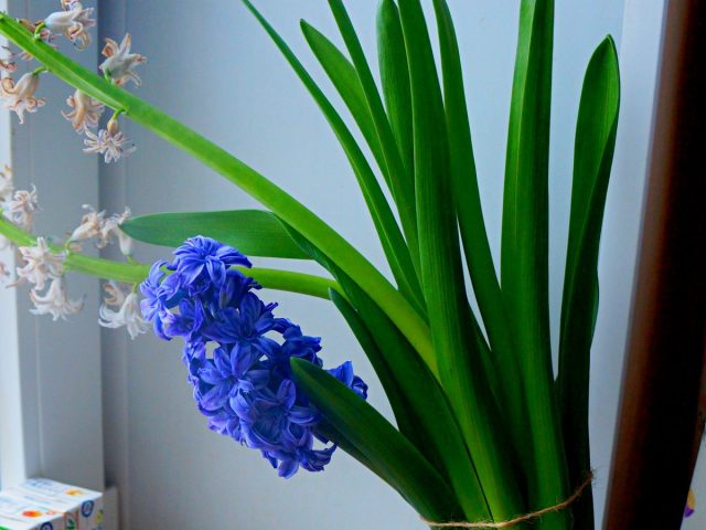 When forcing hyacinths, their peduncles often grow too long, bend under the weight of the inflorescences and require a garter