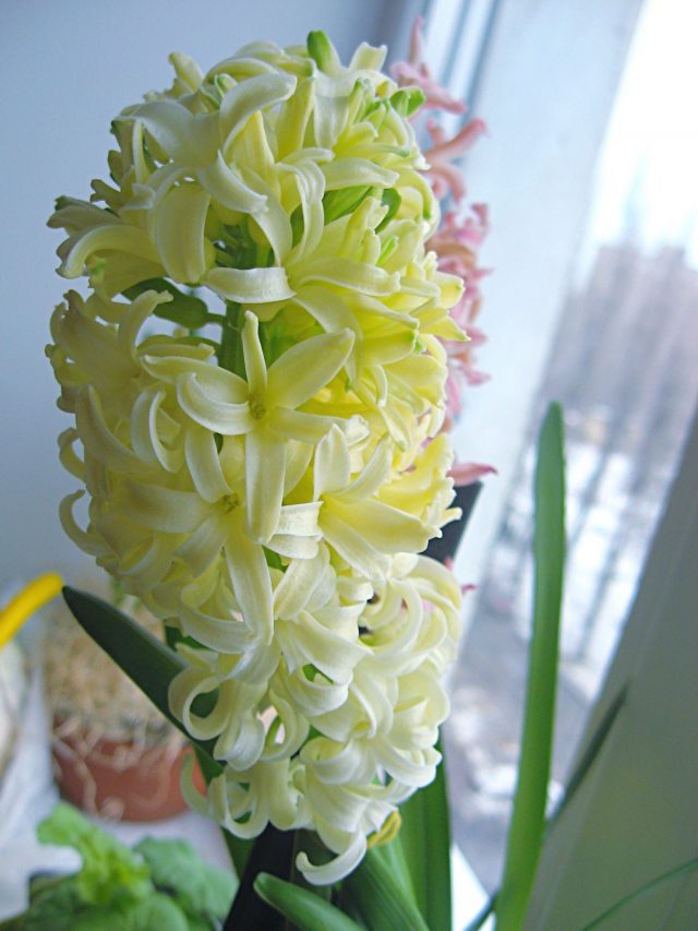 Having tried all the available varieties of yellow hyacinths, I can say that absolutely all of them turned out to be very, very pale