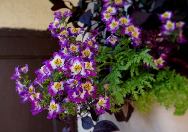 Schizantus, or Schizanthus «Lilac Bicolor»