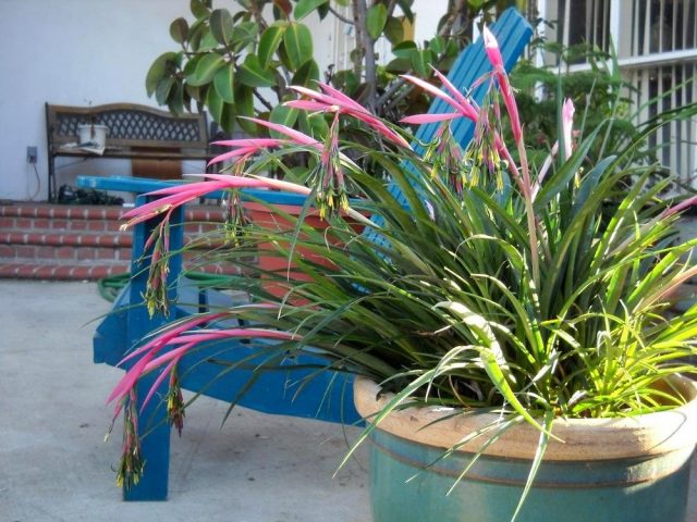 Placing bilbergia bushes in the summer in the garden, on the terrace or balcony is ideal for this plant.