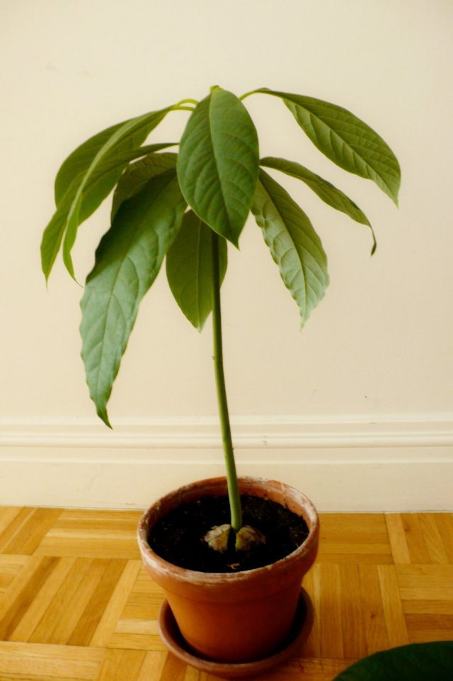 Avocado after pruning
