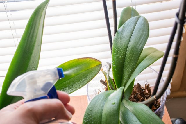 Heating systems for hardy orchids must be compensated for at least by spraying