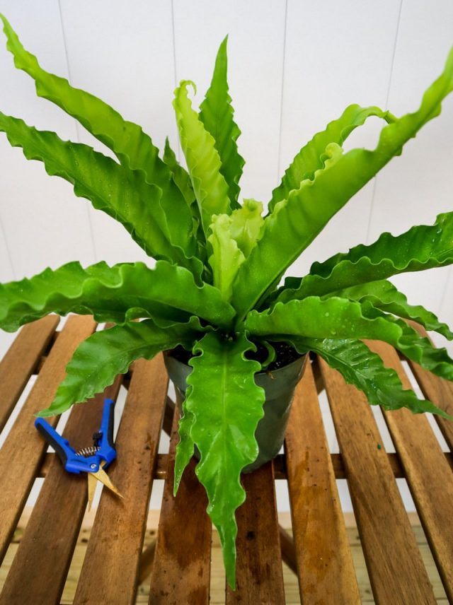 To renew and thicken asplenium, you can selectively cut out the oldest and largest leaves.
