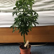 Schefflera arboricola