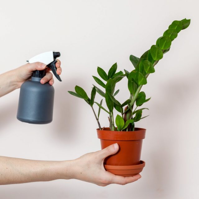 Zamioculcas do not need to increase air humidity by any method, especially by spraying