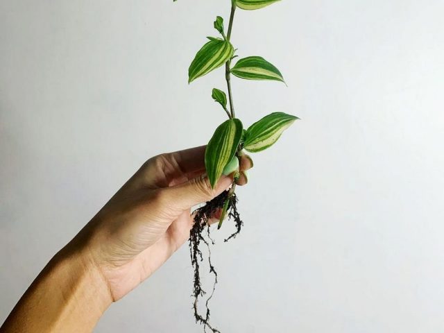 Riverine Tradescantia is characterized by 100% rooting rate