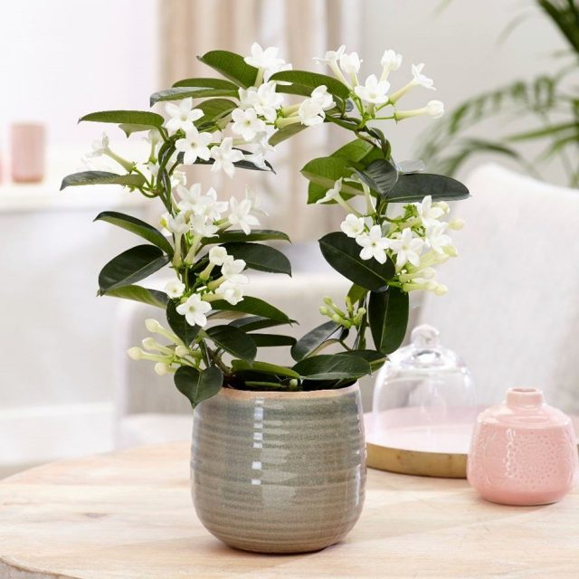Stephanotis loves stable containment
