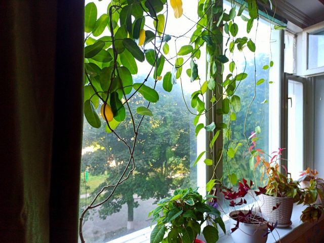 The reason for the yellowing of the leaves of Stephanotis can be temperature drops.