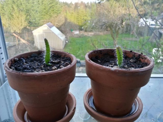 Hilocereus cuttings, like seedlings obtained from seeds, grow quite actively