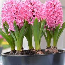 Hyacinth «Pink Pearl»