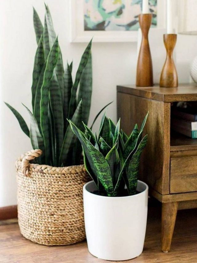 Sansevieria perfectly adapt to shading and you can place them in rooms as you wish.