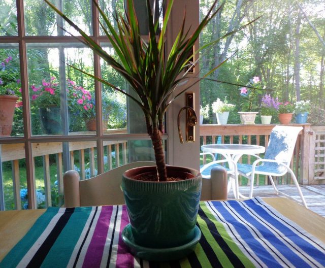 Dracaena loves airing, can spend the summer on the balcony or in the garden, decorate terraces and patios