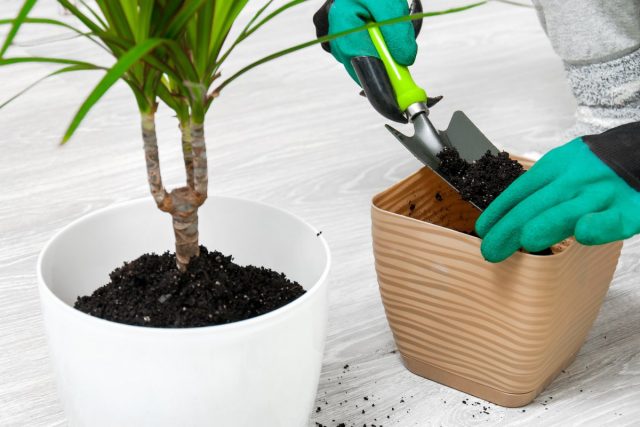 Dracaena tolerates transplantation well, is not afraid of contact with roots