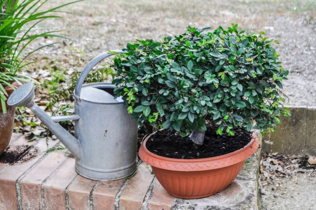 Watering for indoor plants in the garden is adjusted for precipitation and the rate of soil drying