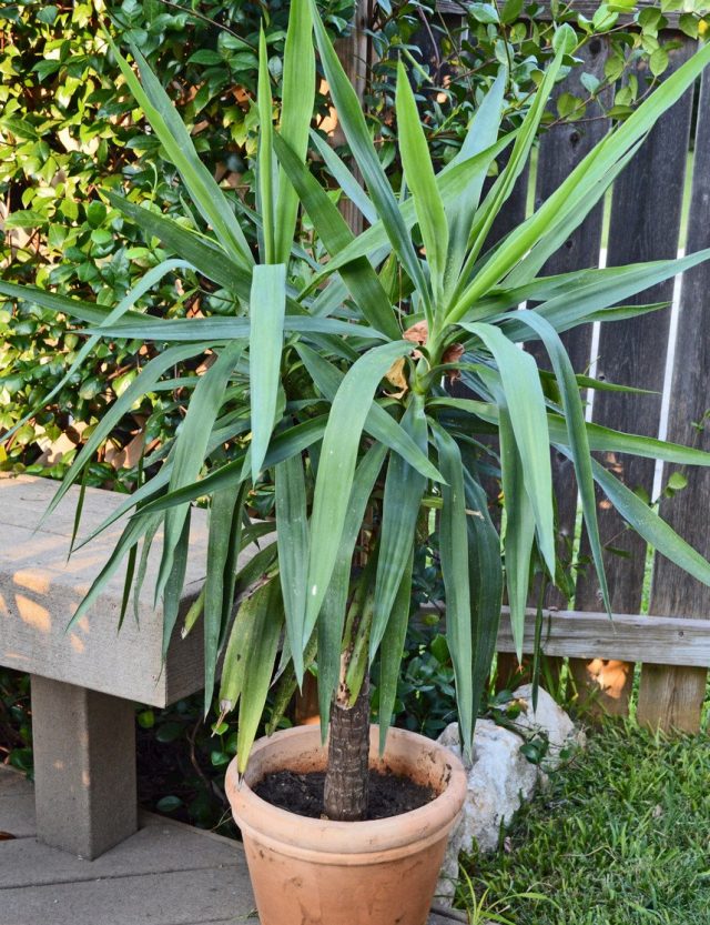 Among the plants that it is advisable to take out into the garden in the summer are yucca