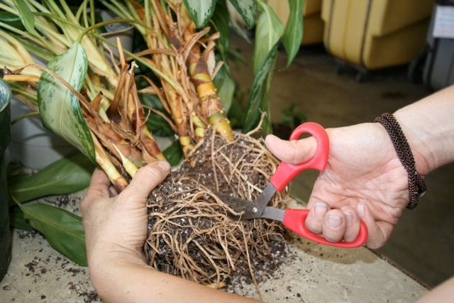 As with pruning, use only clean, disinfected tools and a dedicated area when separating.