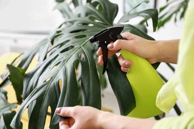 In the heat, it is better to raise the humidity by spraying the monster more often or arranging more frequent wet "cleaning"