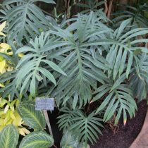 Philodendron angustisectum