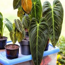 Philodendron black and gold (Philodendron melanochrysum)