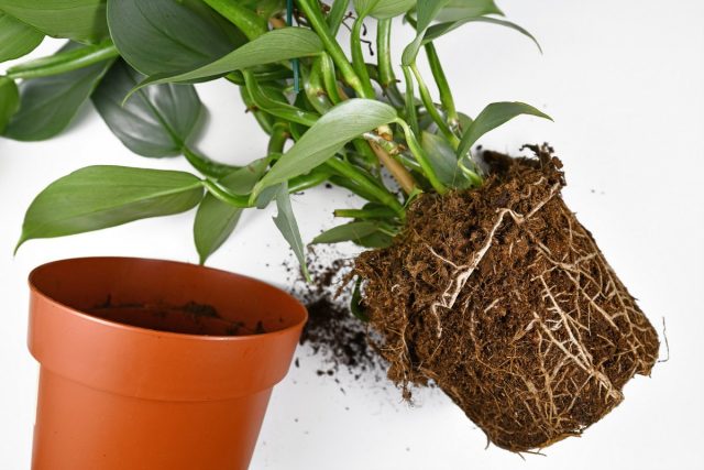 The transfer of the philodendron is carried out only if necessary, when the previous pot is completely mastered