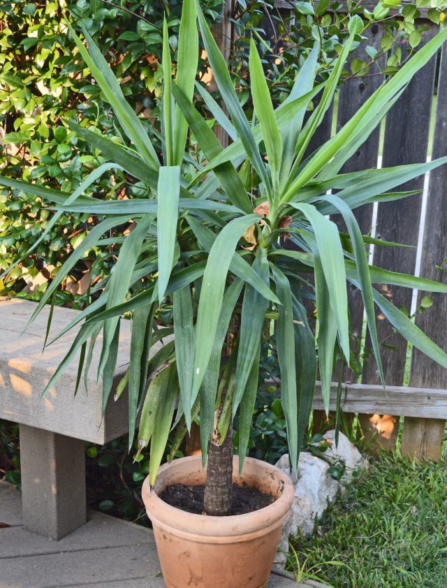 Yucca's summer will be happy to spend in the open air