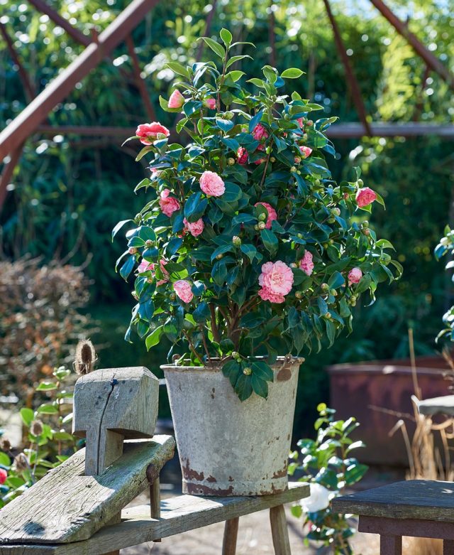 Camellias do best outdoors in summer.