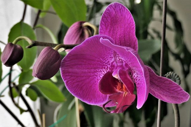 The timing of flowering of phalaenopsis depends on a dozen factors both in the period between flowering and during the previous flowering