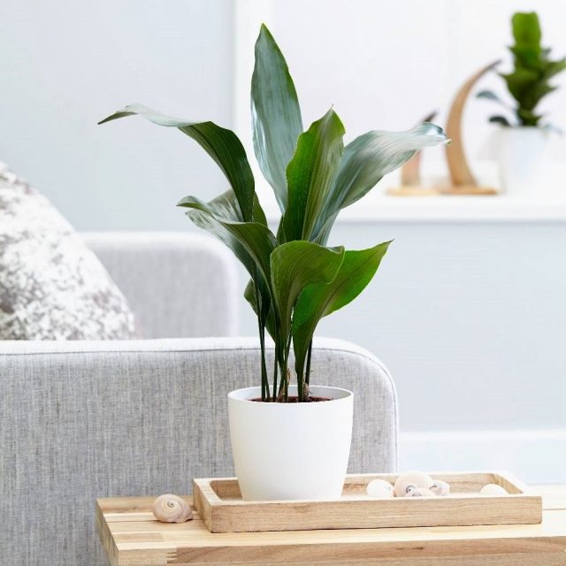 Aspidistra can be placed in soft diffused lighting, in partial shade and even shadow