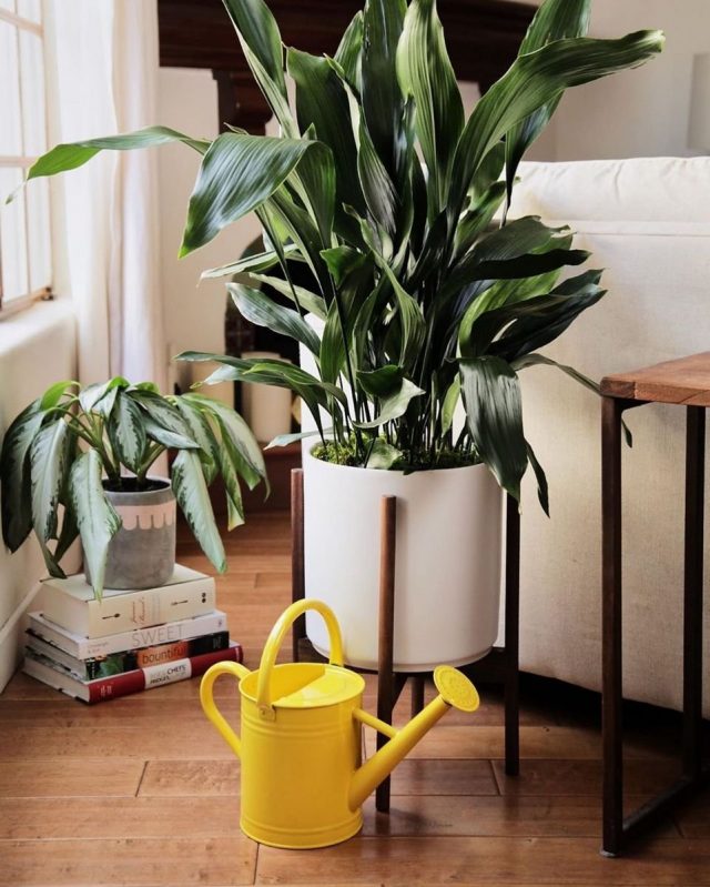 Aspidistra can survive surprisingly long without watering