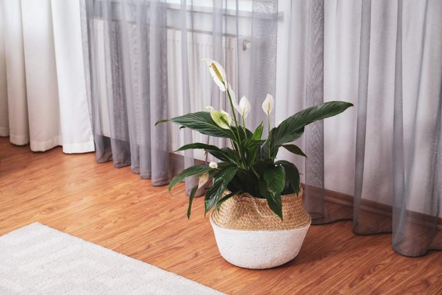 Contrary to myths, "female happiness" spathiphyllum is suitable for both sexes