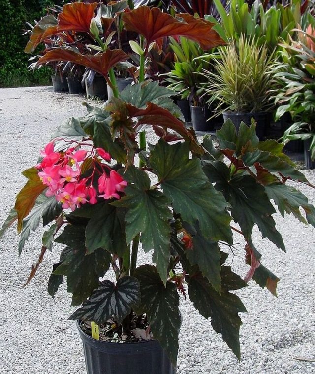 Bright red begonia (Begonia coccinea)