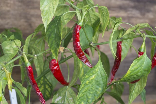 Peppers can dry out in weeks without proper care.