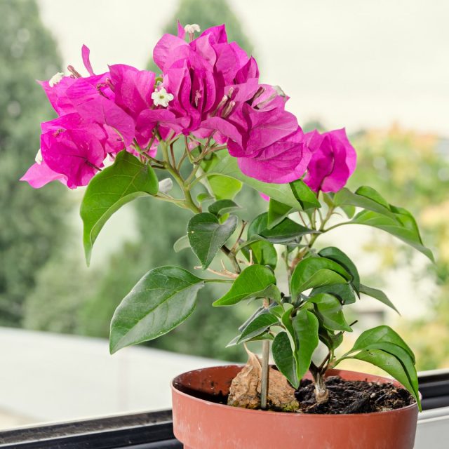 Bougainvillea's main requirement is to provide the maximum amount of light.