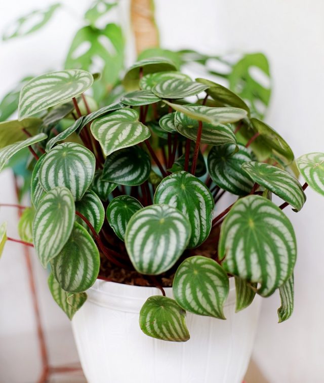 Peperomia loves peace and stability of conditions.