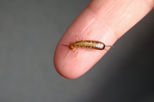 Earwigs (Forficula auricularia) cannot really bite