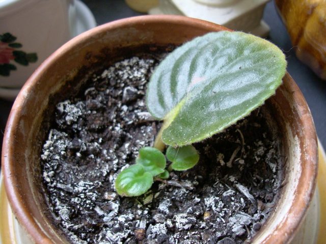 Rooting leaves is the best way to save violets