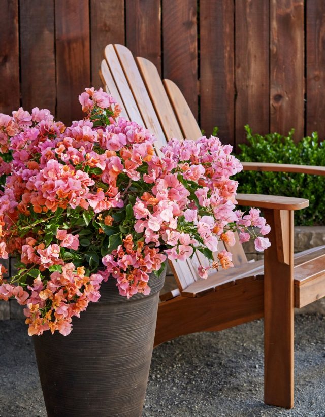 It is advisable to grow bougainvillea with a callout in fresh air for the summer.