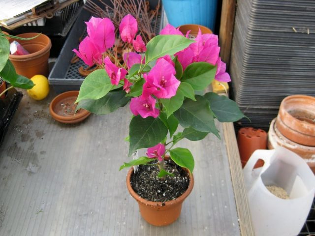 Bougainvillea is transplanted in late February or early March